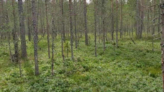 Морошка. День 2. смотреть онлайн