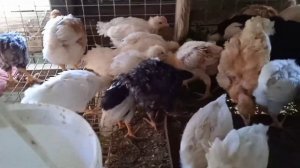 Цыплятам один месяц, кормление и содержание.