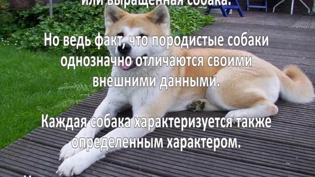 Разведение породистых собак. Бизнес идея смотреть онлайн