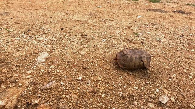 Được em gái Eswatini mời về nhà , Thiết đãi món gà chạy bộ theo phong cách Châu Phi смотреть онлайн