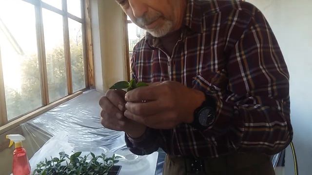 Прививка перца. смотреть онлайн