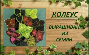 Колеус выращивание из семян