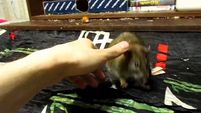 Пасюк, Малой, или... (Wild Rats | Дикие крысы) смотреть онлайн