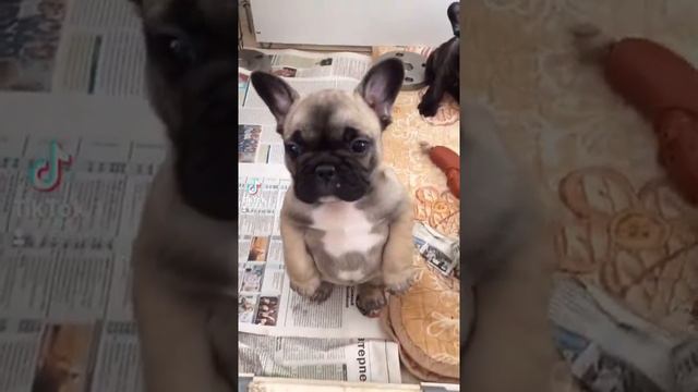 Французский бульдог Маргоша - заяц ещё тот)))) смотреть онлайн