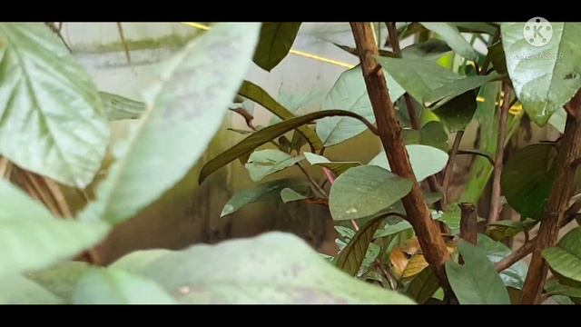 Red Malaysian Guava Plant смотреть онлайн