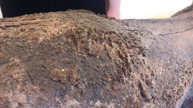 20200323-Онлайн-экскурсия из отдела природы - 'Ледниковый период' смотреть онлайн