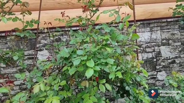 Это розам необходимо!!!Пышное цветение и здоровье растений.Обязательная подкормка и обработка!!! смотреть онлайн