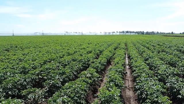 Гербицид Титус как защитить картофель, томаты, кукурузу смотреть онлайн