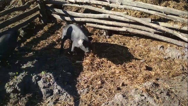 Свобода для свиней смотреть онлайн