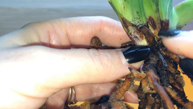 Пересадка пафиопедилума в домашних условиях. Орхидея пафиопедилум уход в домашних условиях.