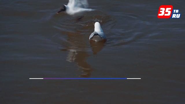 Дожди с мокрым снегом принесёт южный циклон на Вологодчину смотреть онлайн