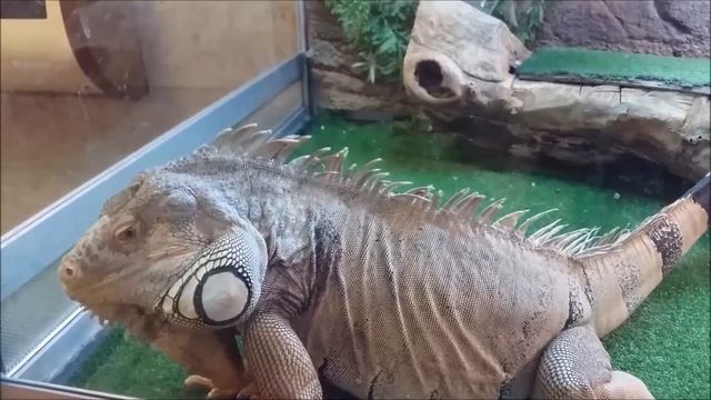 Vlog Адели в театре дедушки Дурова, знакомимся с игуанами смотреть онлайн