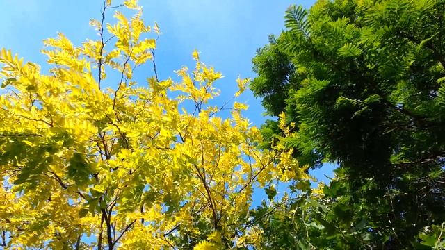 Robinia pseudoacacia Frisia - Salcam Galben HD 05 смотреть онлайн