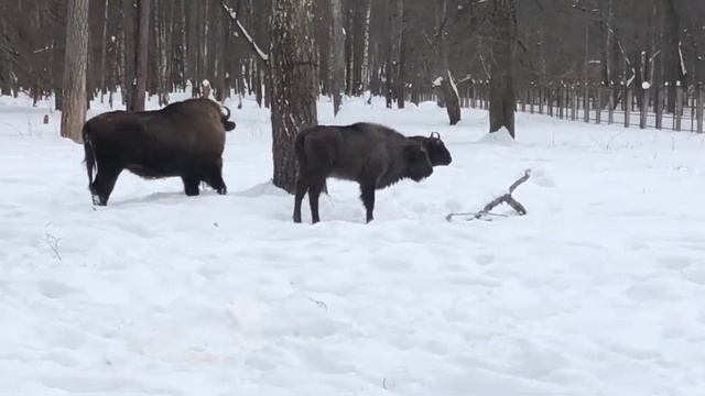 Зубрики у кормушки смотреть онлайн
