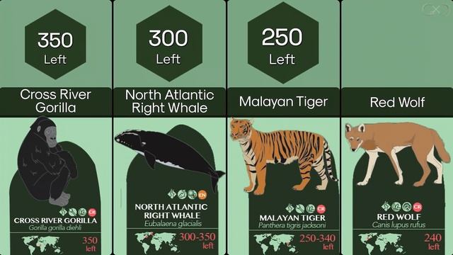 Most Endangered Species | Comparison смотреть онлайн
