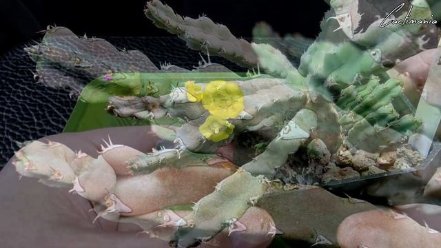 #Cactus & #Succulent Collection | First Deep Water & Feed of the Year 2022 смотреть онлайн