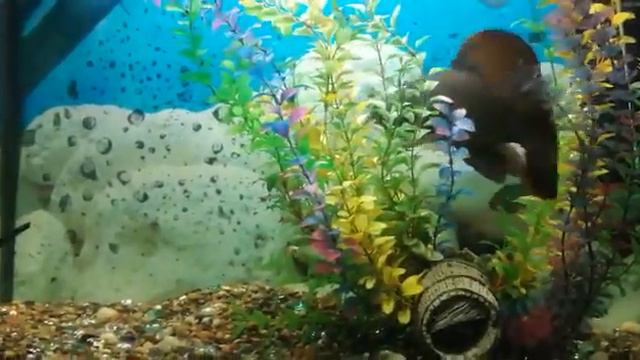 рыбка исполняющая желания.