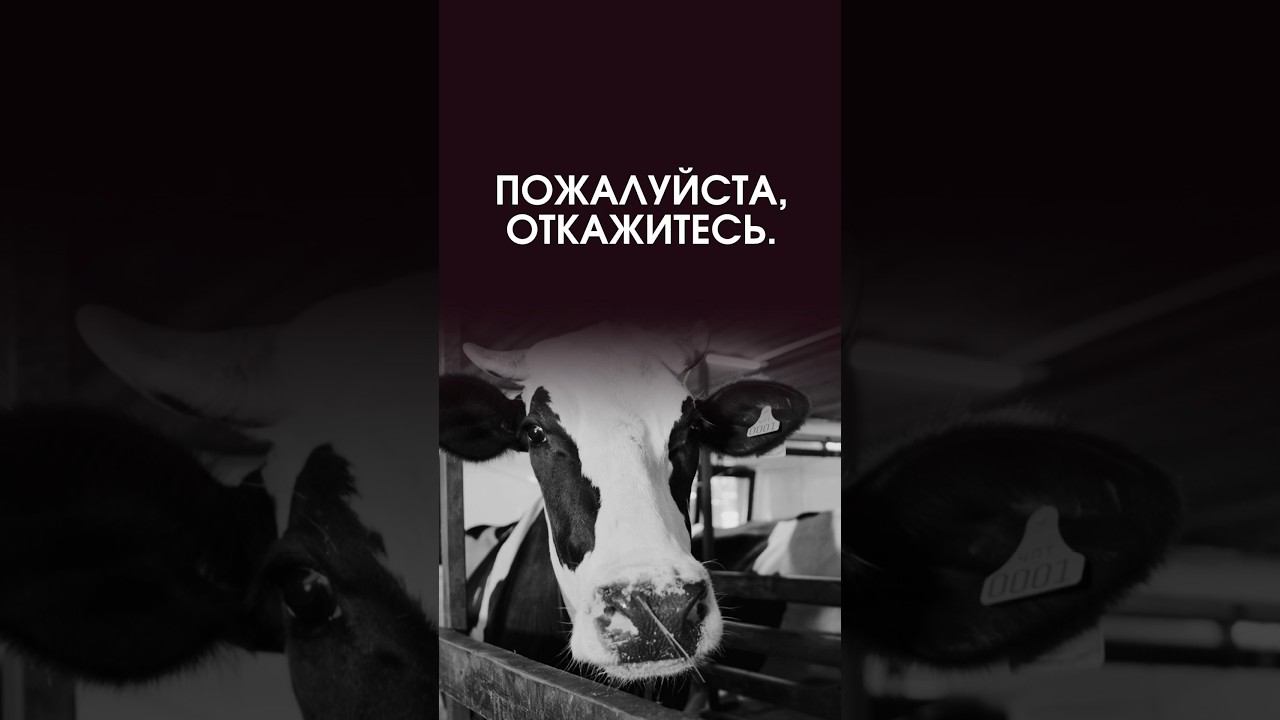 Пожалуйста не делайте этого. #маринатаргакова #вегетарианство #питание #счастье смотреть онлайн