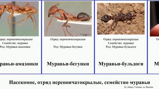 Насекомое, отряд перепончатокрылые, семейство муравьи муравей лесной муравей-древоточец чёрный смотреть онлайн