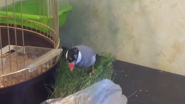Рисовые амадины смотреть онлайн
