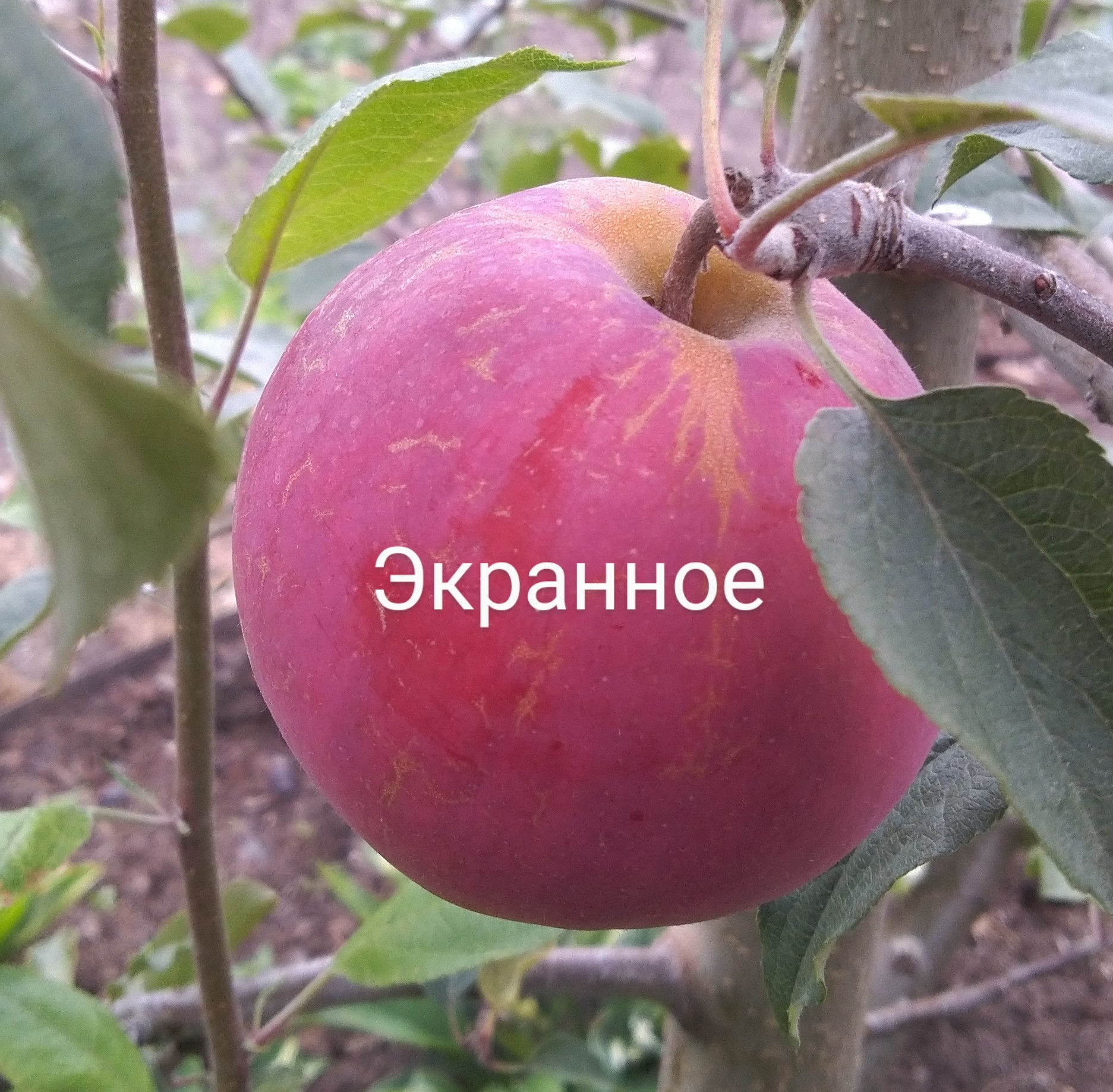 Экранное
яблони у меня в саду