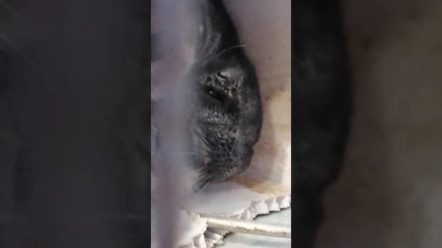 Домашний зоопарк (8) смотреть онлайн