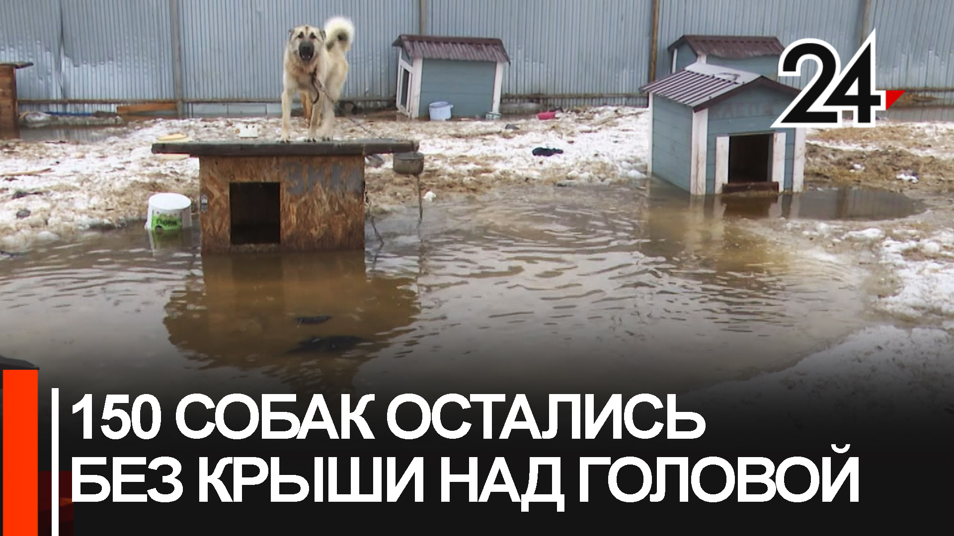 150 собак остались без крыши. В Нижнекамске затопило приют для бездомных животных "Добрые руки" смотреть онлайн