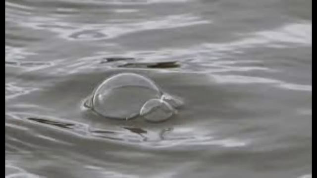 ✅ Миф оказался реальностью. Существа выброшенные на берег. смотреть онлайн