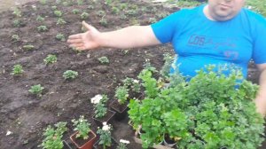 Как вырастить хризантему мультифлора на продажу .