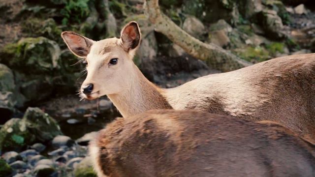 Japan - Nara Deer Park (奈良) Нара Парк оленей 4K смотреть онлайн