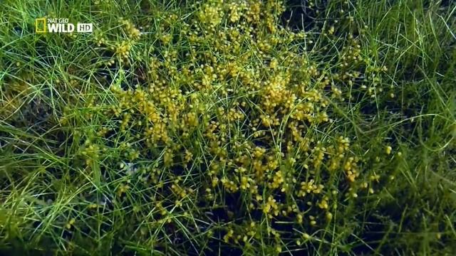 Цихлы оцеллярисы с икрой в естественной среде обитания смотреть онлайн