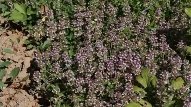 После 40 этот чай хотя бы раз в неделю нужно пить всем! Вот почему смотреть онлайн