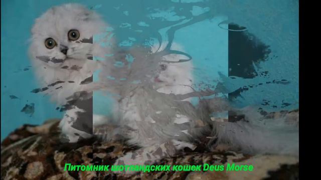 САМАЯ КРАСИВАЯ КОШКА ПЛАНЕТ!!!!! ВСЕМ СМОТРЕТЬ!!!!!! ТАКИХ БОЛЬШЕ НЕТУ!!!! смотреть онлайн