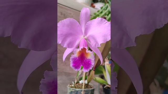 Cattleya Labiata