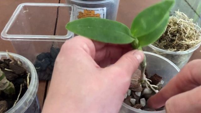 Спасаем ДЕНДРОБИУМ. Пересадка и уход. смотреть онлайн