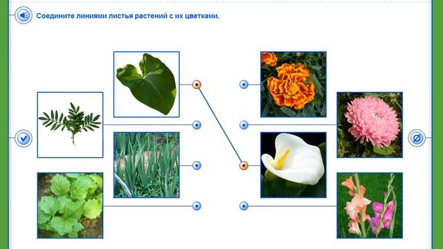 Что растёт на клумбе? Окружающий мир. 1 класс. смотреть онлайн