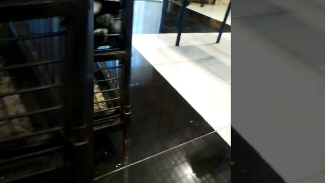 Выставка обезьян и попугаев смотреть онлайн
