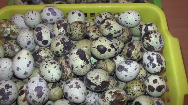 Хранение перепелиных яиц смотреть онлайн