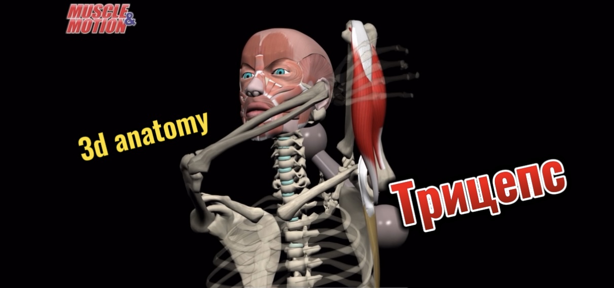 3d anatomy. Трехглавая мышца плеча (Трицепс) смотреть онлайн