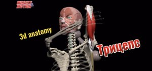 3d anatomy. Трехглавая мышца плеча (Трицепс)