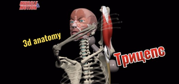 3d anatomy. Трехглавая мышца плеча (Трицепс)