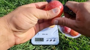 Найсмачніша серед пізніх диплоїдних слив / Слива Октобер Сан