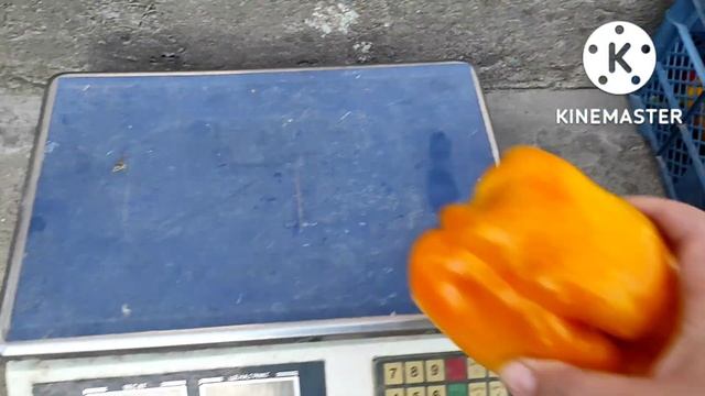 Наш урожай перцю 2022.???Сорт перцю колобок,ласточка #Перецьсортубогатир.