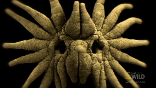 Звездонос или звездорыл (лат. Condylura cristata)