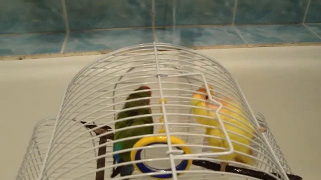 Татарстан.Набережные Челны.Розовощекие попугайчики.-2 часть смотреть онлайн