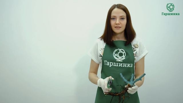 Хранение саженцев роз с почками смотреть онлайн