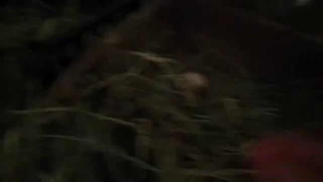 Совместное проживание кур и уток/правильное обустройства курятника смотреть онлайн