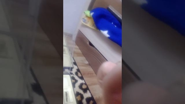 показываю коллекцию жуков в эпоксидной смоле смотреть онлайн