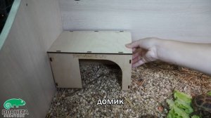 Сухопутные черепахи. Полная информацию по уходу в домашних условиях.