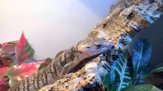Some of my largest spiders, my skink, and a scorpion colony смотреть онлайн